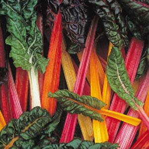 SWISS CHARD - BRIGHT LIGHTS