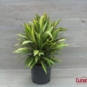CORDYLINE - KIWI 10IN