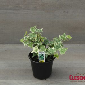 IVY - ENGLISH VARIEGATED WHITE 4IN