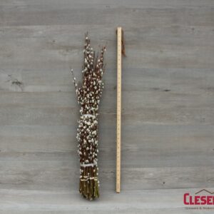 PUSSYWILLOW - GIANT 18-30IN