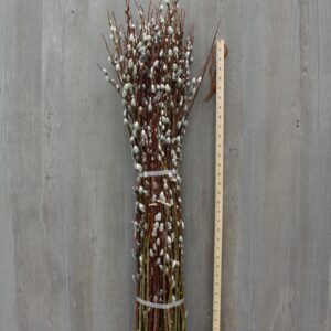 PUSSYWILLOW - GIANT 36IN
