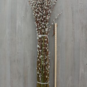 PUSSYWILLOW - GIANT 48IN