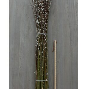 PUSSYWILLOW - GIANT 72IN