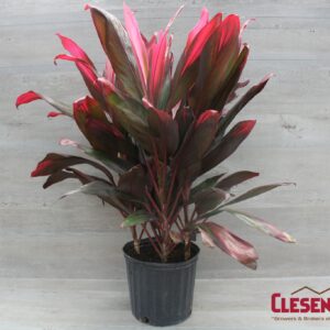 CORDYLINE - FLORICA 10IN