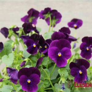 VIOLA - SORBET XP PURPLE