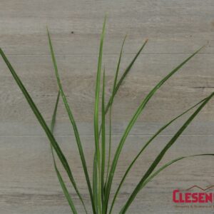 SPIKE - DRACAENA 4IN