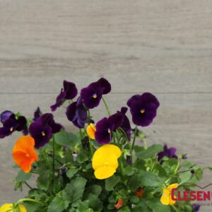 VIOLA - SORBET XP HARVEST MIX