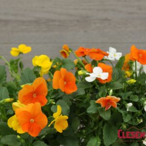 VIOLA - SORBET XP CITRUS MIX
