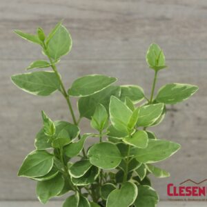 VINCA VINE