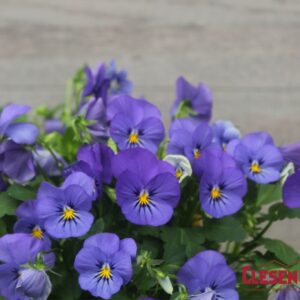 VIOLA - SORBET XP TRUE BLUE
