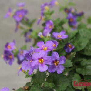 BACOPA - BAHIA BLUE SAND