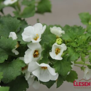 BACOPA - BAHIA WHITE