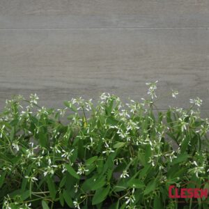EUPHORBIA - BREATHLESS WHITE