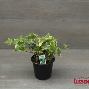 IVY - ENGLISH VARIEGATED YELLOW 4IN