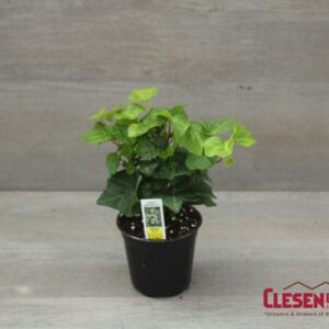IVY - ENGLISH GREEN 4IN