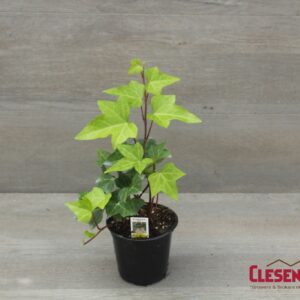 IVY - ALGERIAN GREEN 4IN