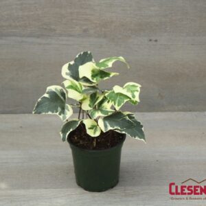 IVY - ALGERIAN VARIEGATED 4IN