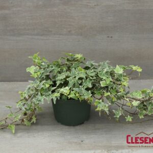 IVY - ENGLISH VARIEGATED WHITE 6IN