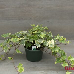 IVY - ENGLISH VARIEGATED YELLOW 6IN