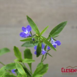LOBELIA - TECHNO UPRIGHT DARK BLUE
