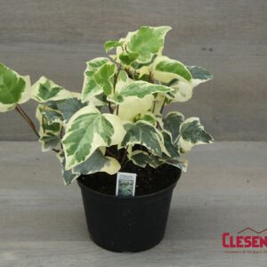 IVY - ALGERIAN VARIEGATED 6IN