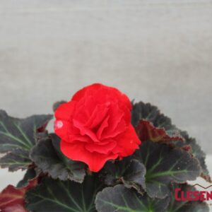 BEGONIA - NONSTOP MOCCA DEEP RED