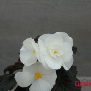 BEGONIA - NONSTOP MOCCA WHITE