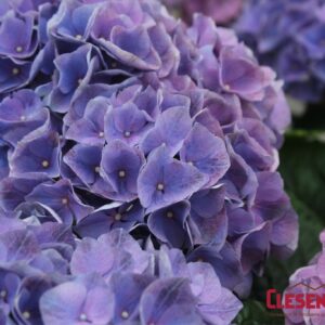 HYDRANGEA - BLUE