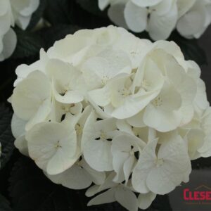 HYDRANGEA - WHITE