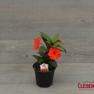 SUNPATIENS - COMPACT ORANGE 4IN