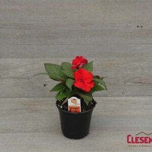 SUNPATIENS - COMPACT DEEP RED 4IN