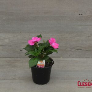 SUNPATIENS - COMPACT HOT PINK 4IN