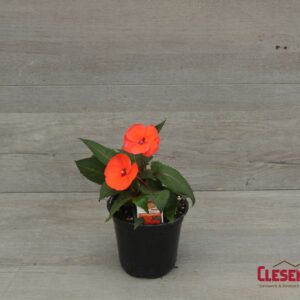 SUNPATIENS - COMPACT HOT CORAL 4IN