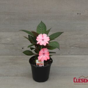 SUNPATIENS - COMPACT BLUSH PINK