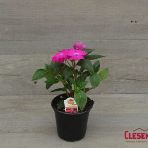 SUNPATIENS - COMPACT LILAC 4IN