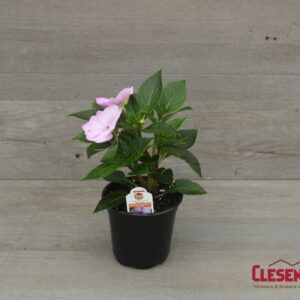 SUNPATIENS - COMPACT ORCHID BLUSH 4IN
