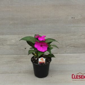 SUNPATIENS - COMPACT PURPLE 4IN