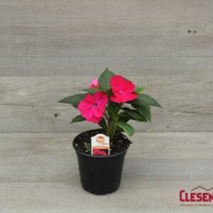 SUNPATIENS - COMPACT ROSE GLOW 4IN