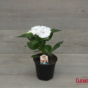 SUNPATIENS - COMPACT WHITE 4IN