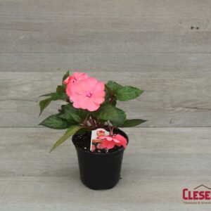 SUNPATIENS - COMPACT CORAL PINK 4IN