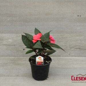 SUNPATIENS - COMPACT DEEP ROSE 4IN
