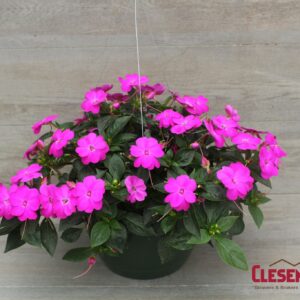 SUNPATIENS - LILAC 10IN HB