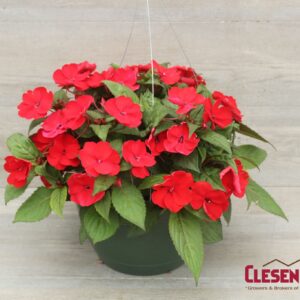 SUNPATIENS - DEEP RED 10IN HB