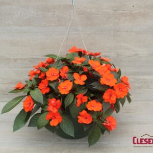 SUNPATIENS - ORANGE 10IN HB