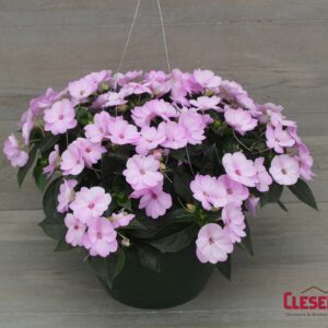 SUNPATIENS - ORCHID BLUSH 10IN HB