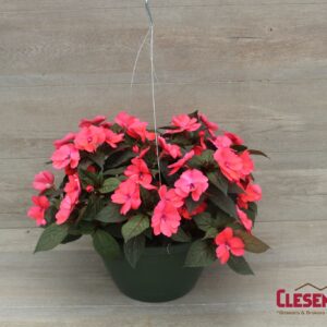 SUNPATIENS - DEEP ROSE 10IN HB