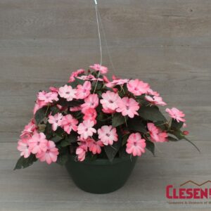 SUNPATIENS - BLUSH PINK 10IN HB