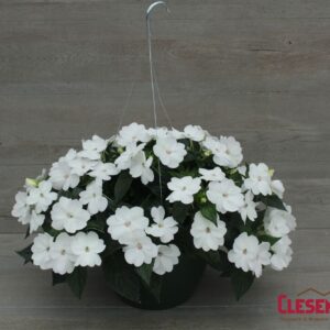 SUNPATIENS - WHITE 10IN HB
