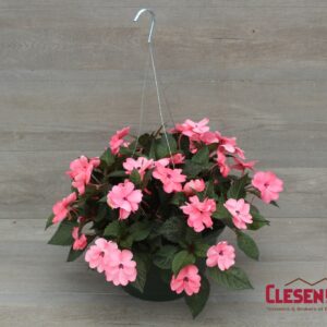 SUNPATIENS - CORAL PINK 10IN HB