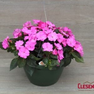 SUNPATIENS - HOT PINK 10IN HB